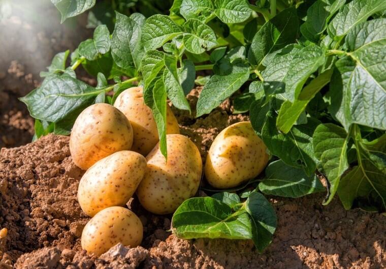 Kartoffelernte erleben